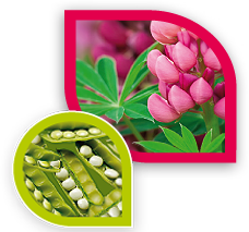Lupine Pflanze
